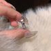 by Step High Bamboo Knot Ring For Women 2024 Fashion Style, Niche Design, High-end Feel, Zircon Open Index Finger Ring_ipsvogv.com