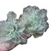 Seaside Holiday Style Mint Green Artificial Flower Earrings For Women, Fresh And Niche Ins Design Chiffon Earrings_ipsvogv.com
