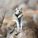 Cao Shi Open Copper Little Mouse Circles Cute Animal Female Finger Ring_ipsvogv.com