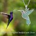 Hot Selling New Hummingbird Pendant Necklace Fashionable Gift Collarbone Chain_ipsvogv.com