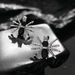 Gothic dark black spider earrings for women ins style personality diamond three dimensional spider earrings Halloween earrings_ipsvogv.com