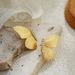 Women’s Jewelry Set Fashion Fashion High End Retro Symmetrical Gold Zircon Earrings Butterfly Shape Earrings_ipsvogv.com