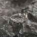 Lightning Studded Diamond Ring Men With A Sense Of Design, Personalized And Versatile. Adjustable Niche Design For_ipsvogv.com