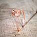 Rose Gold Plated Engagement Ring with Exquisite Micro Set Zircon Strip_ipsvogv.com