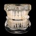 Unisex Jewelry Fashion lightning braces hollow personalized dentures single gold tooth men's hip hop tooth decorationHIPHOP tooth_ipsvogv.com