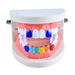 Unisex New Hot Sale Hip Hop Colorful Braces Two Teeth Combination Braces Real Gold Hip Hop Braces_ipsvogv.com