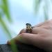 New Handmade Jewelry Copper Plated Color Coded Ring, Fashionable Frog Gold Toad Playful Pearl Ring_ipsvogv.com