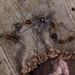 Butterfly Tassel Necklace Retro Double Layer Tiger Eye Stone Necklace Light Luxury Niche Design Temperament Hot Girl Collar_ipsvogv.com