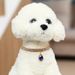 Three Row Diamond Rhinestone Pet Collars, Water Drop Color Pendants, Elastic Cat And Dog Necklace Accessories_ipsvogv.com