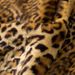 Women's fur coat women's mid-length suit collar sexy leopard print coat_ipsvogv.com