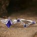 style New Irregular Diamond Female Ins Creative Blue Silver Matching Ring_ipsvogv.com