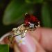 New Women's Gold Plated Inlaid Irregular Red Zircon Ring Flower Jewelry_ipsvogv.com