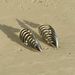 Fashionable INS Temperament Single Product Commuting Versatile Titanium Steel Pearl Shell Earrings_ipsvogv.com