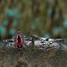 Dark Red Zircon Lava Horse Eye Gun, Black Pair Ring, Female_ipsvogv.com